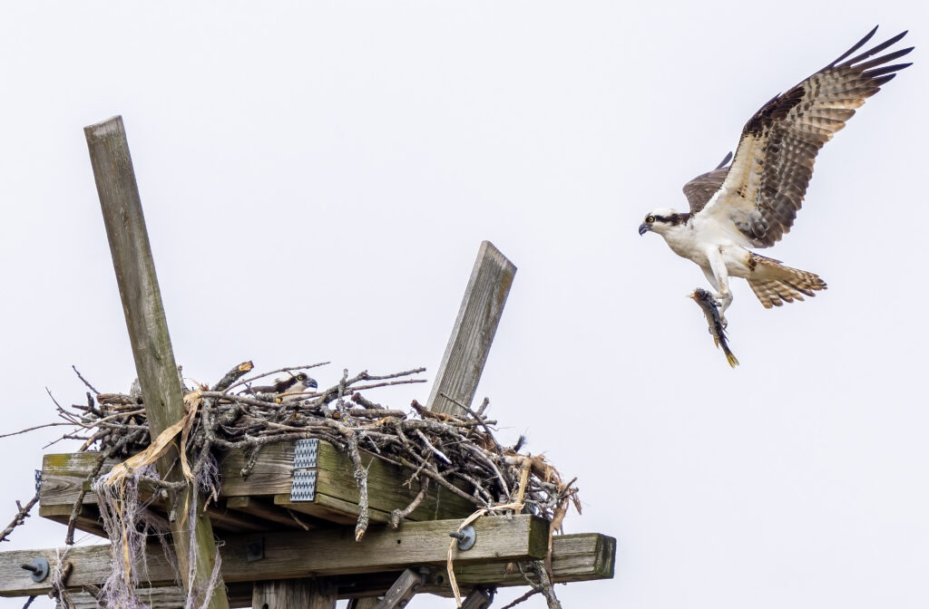 Ospreys (waiting for dinner in the nest) Photo credit: Paul Ludden